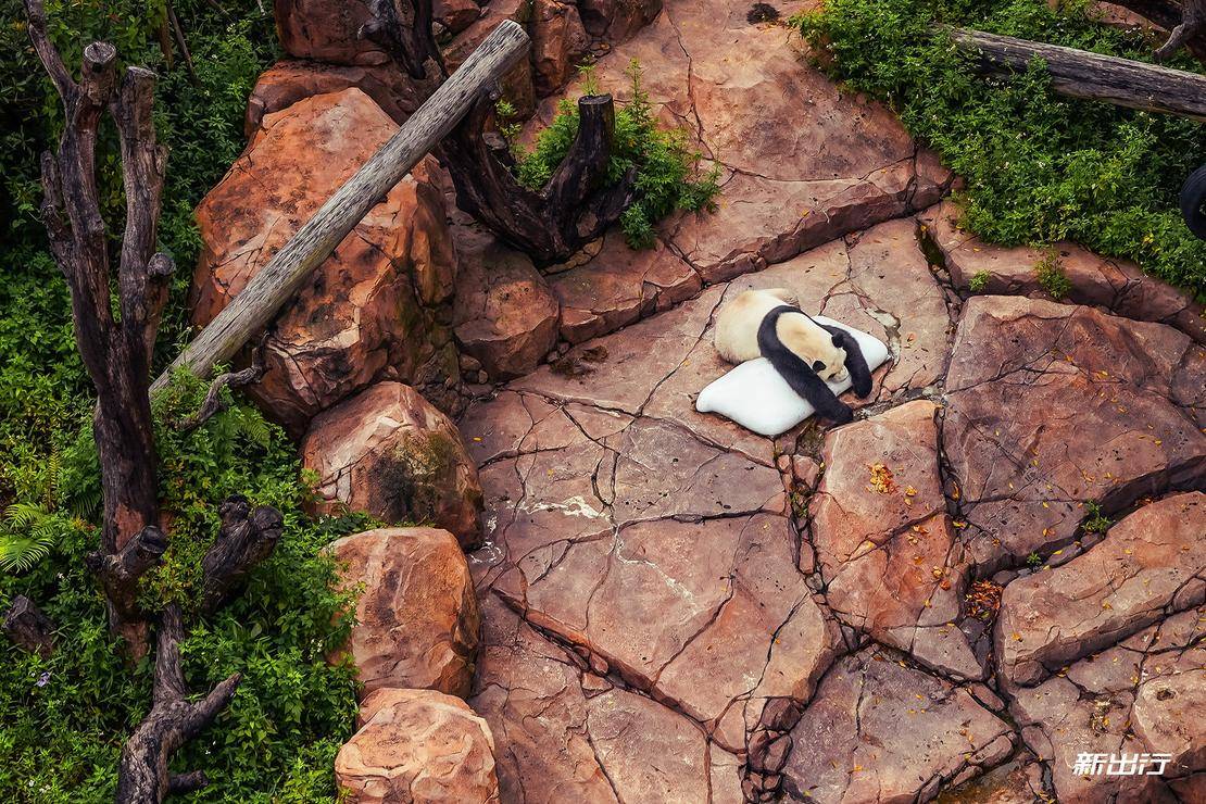 打卡长隆动物园记田妈和威马EX5520的周末