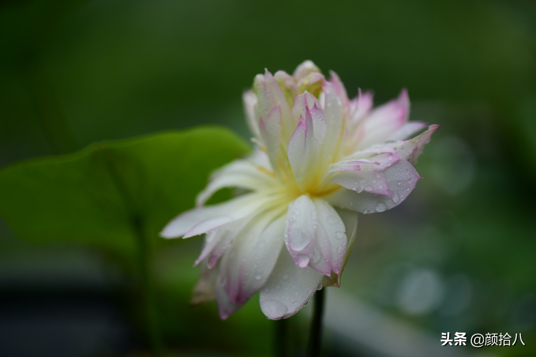 碗莲种藕生长到开花全过程,碗莲种藕到开花的过程
