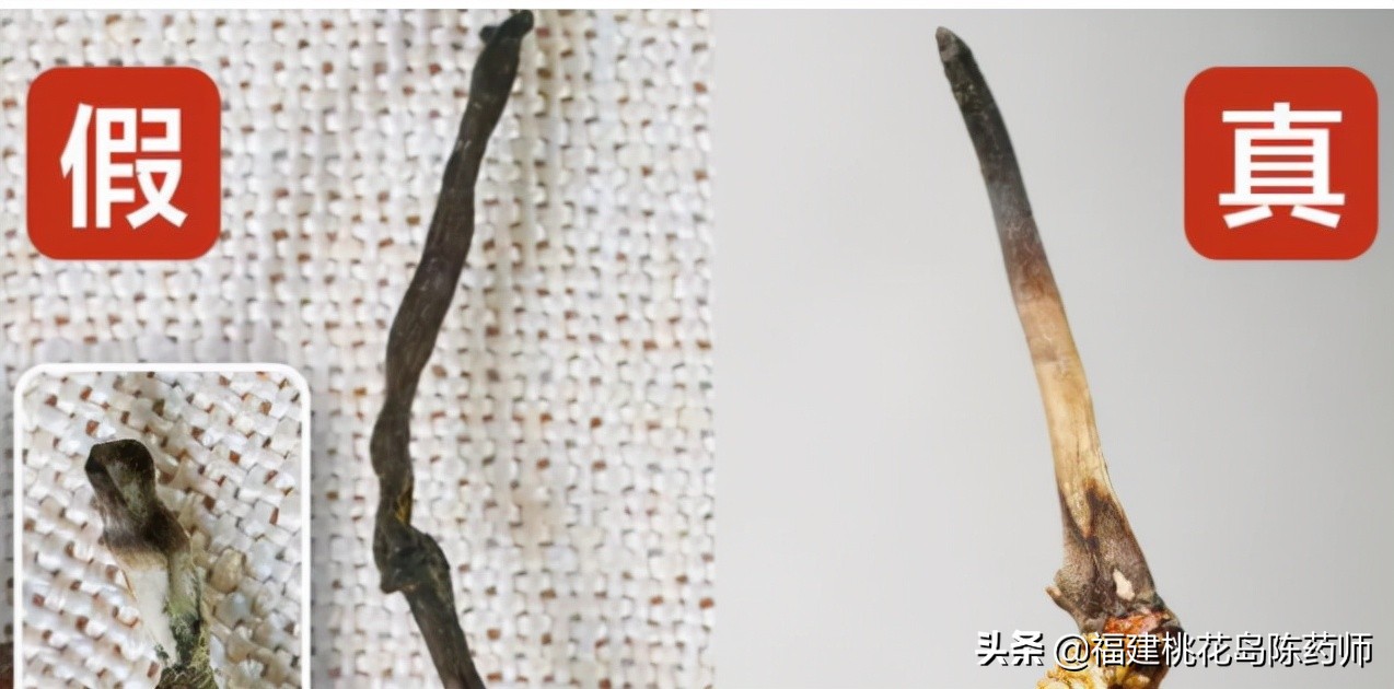 中药冬虫夏草的鉴定方法 (虫草中药材识别图片大全)