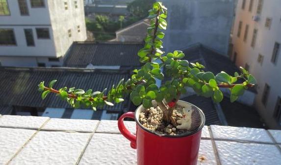 小盆栽金枝玉叶怎么养成老桩,金枝玉叶盆栽怕晒吗