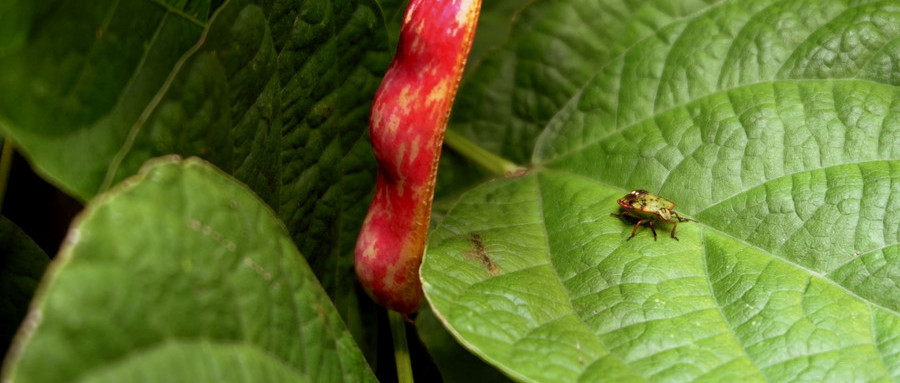农村说有钱人吃鹿茸，没钱人吃屁巴虫，屁巴虫到底是什么？