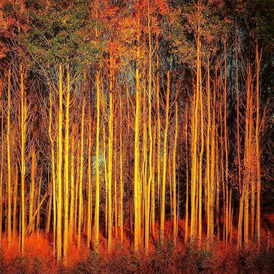 鍥涘缇庢爲,鐢板洯缇庢爲