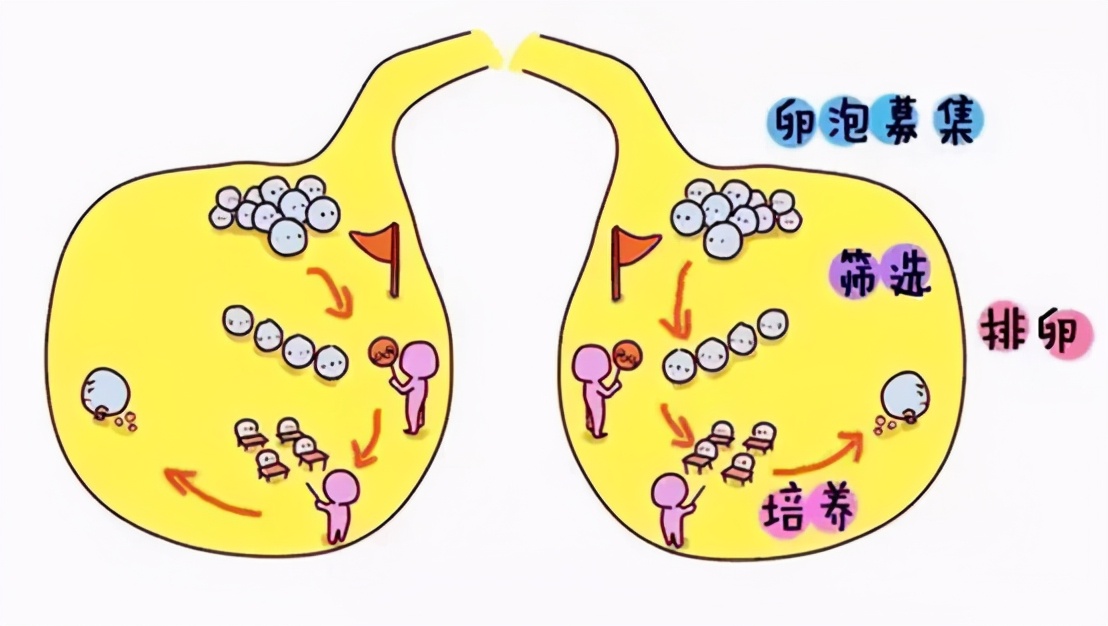 没怀孕查卵巢,计划怀孕需要做什么检查
