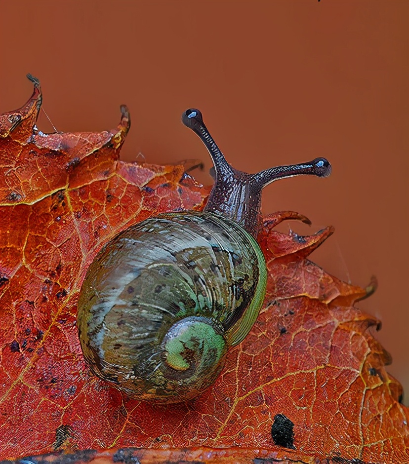 各种各样的真的小蜗牛,美丽的蜗牛图片