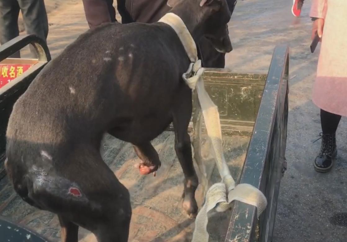 山东：狗狗为救主人被牛踩断腿，可无情主人却扭头将它送上狗肉车