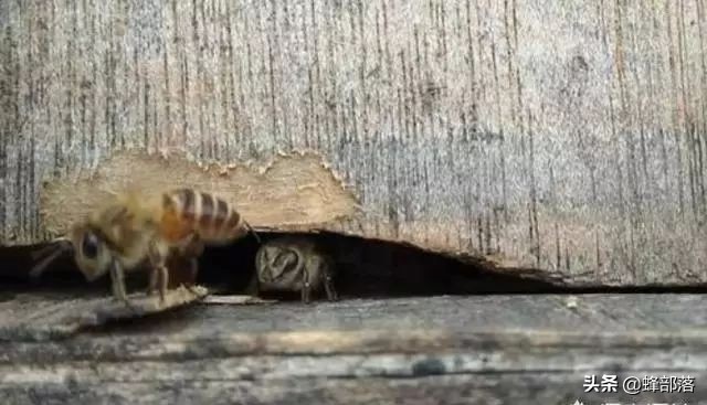 中蜂养殖怎么把新蜂放在蜂箱内,新手养殖蜜蜂雄蜂太多怎么处理