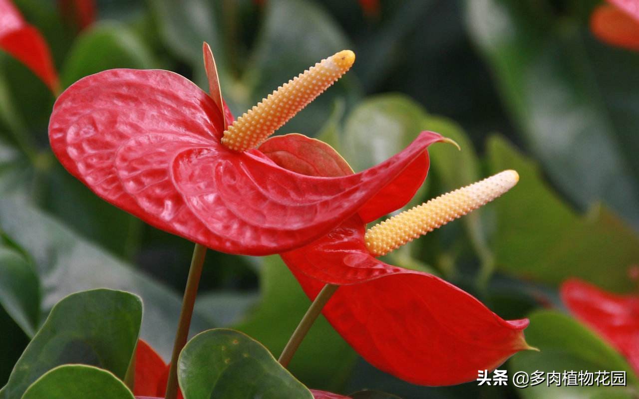 花的寓意富贵吉祥,手掌大的花寓意什么