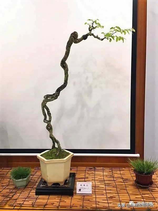 又好看又好养的盆景,最值得收藏的十种盆景