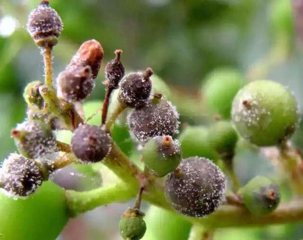 防治叶菜霜霉病最好配方,霜霉病防治最新标准