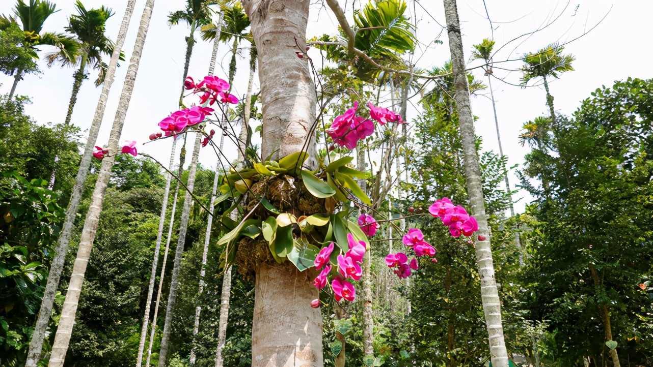 三亚旅行吃喝玩乐,三亚旅游攻略自由行吃喝玩乐