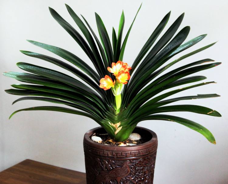 君子兰叶子长歪了怎么处理,君子兰的叶子长歪了如何矫正