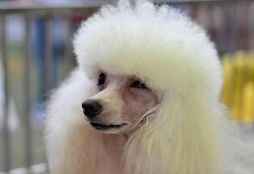 贵宾缺点,巨型贵宾的缺点