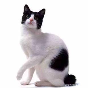 世界45种名犬图片大型犬,世界100种猫图片