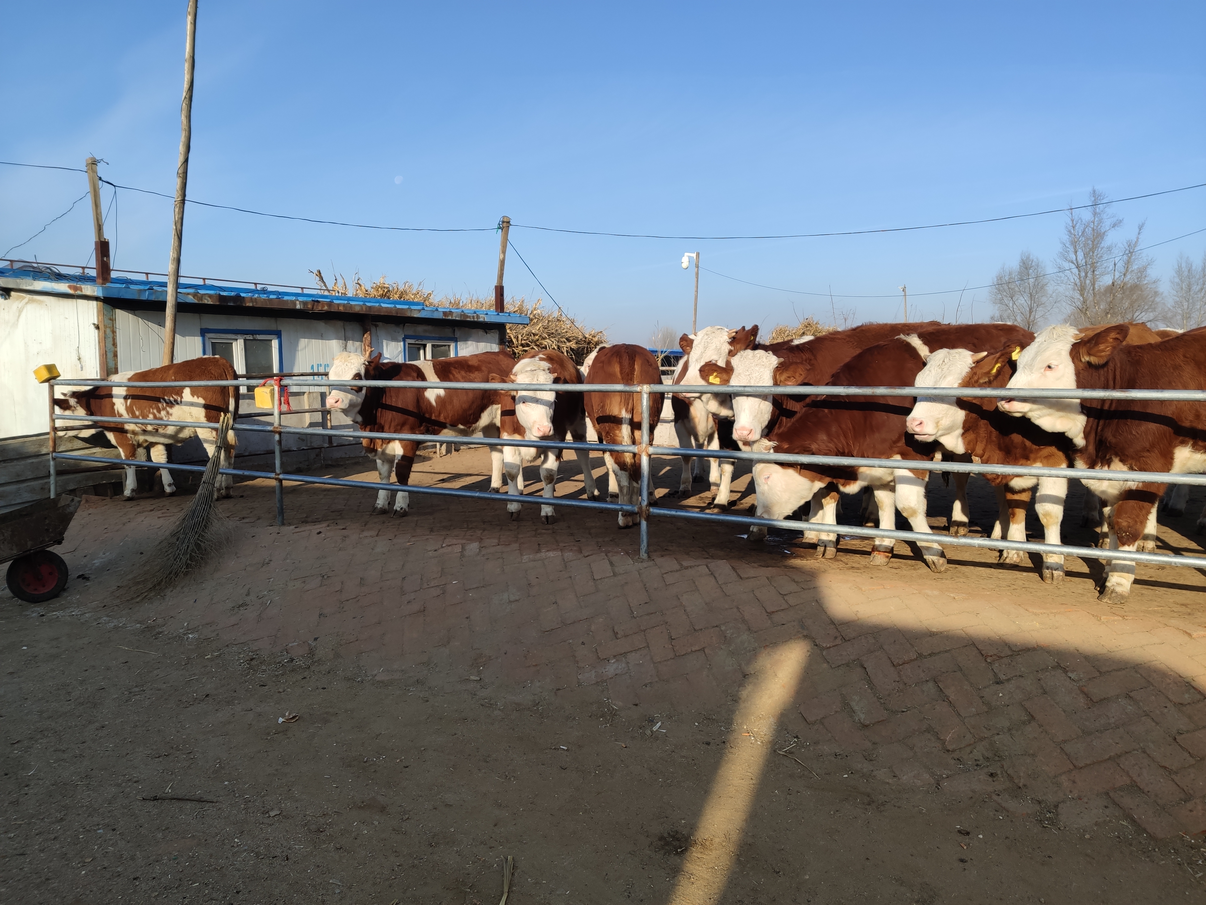 养殖母牛人工授精,繁育母牛拴养还是圈养