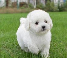 比熊犬的繁殖情况注意事项,比熊犬怎么繁殖一胎主要生几个