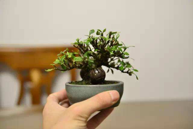 盆景的修剪方法和技巧,盆景修剪造型的步骤