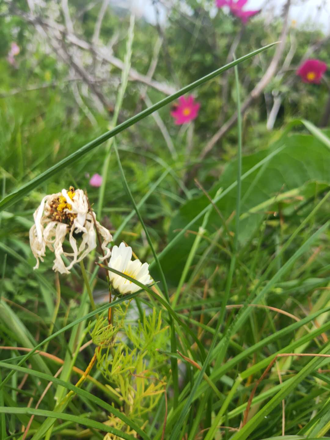 冬季的枸杞岛,枸杞岛感受