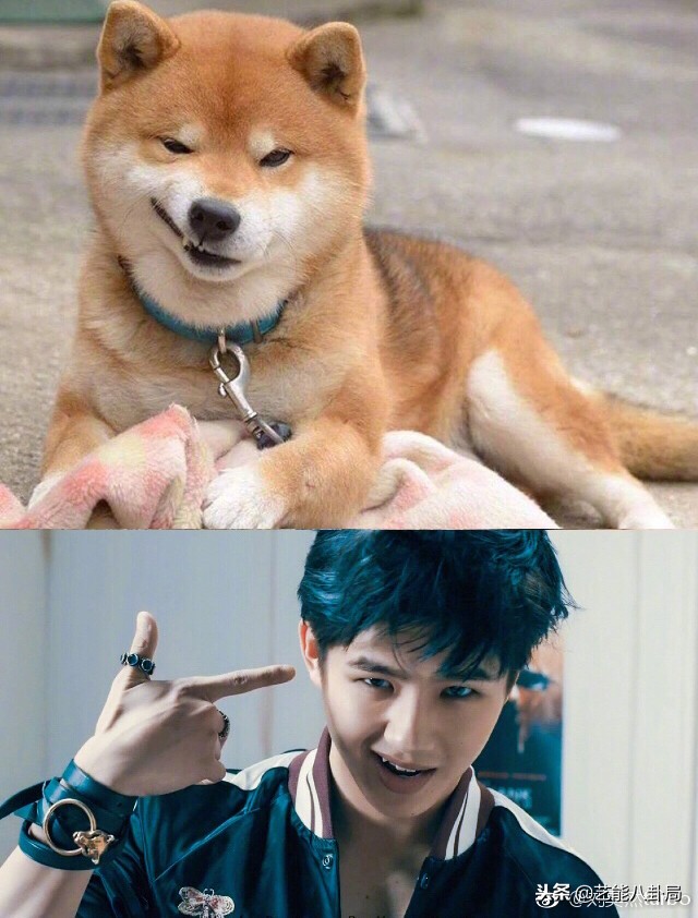 林更新表情包哈士奇,林更新张若昀狗子表情包主人