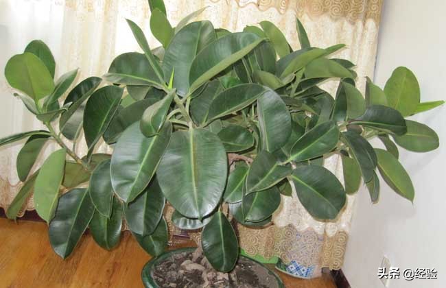 印度橡皮树的养殖方法视频讲解,橡皮树的养殖方法和注意事项大全