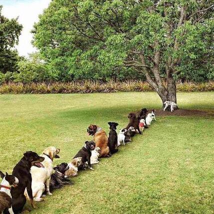 一只狗狗一天喂几顿,小狗狗一天拉几次大便是正常的