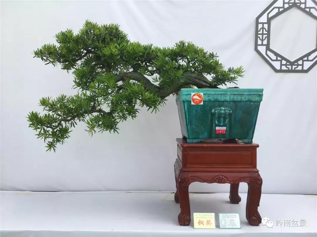 临水式金弹子盆景图片大全欣赏,看盆景展里赏心悦目的盆景