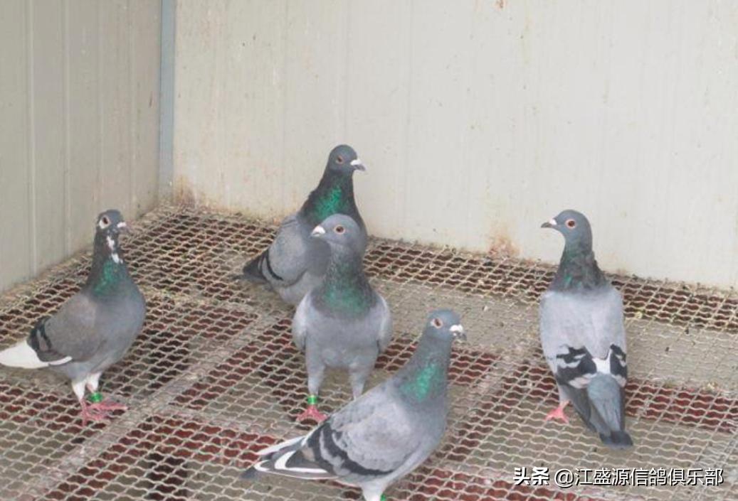 春季赛鸽怎么调理,赛鸽500公里顶风上笼前怎样调理