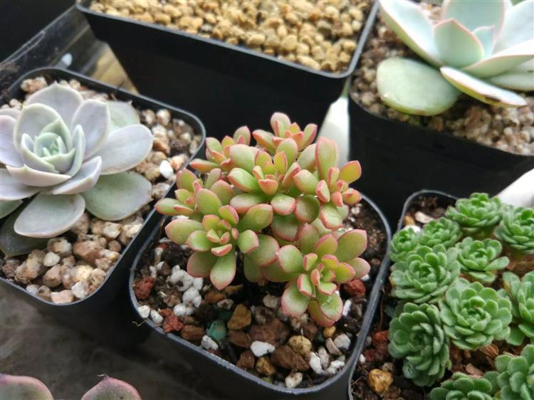 放暑假多肉怎么办,南方暑假不在家多肉怎么办