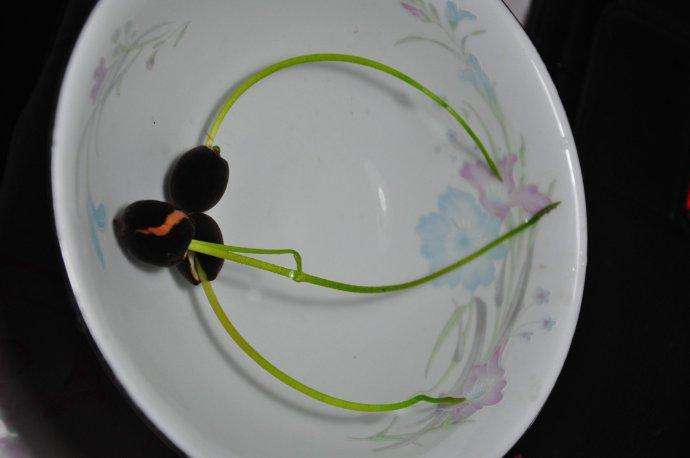 碗莲夏天能全天暴晒吗,碗莲夏天用量