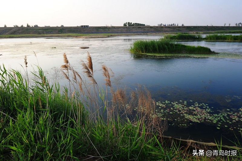 即墨电商小镇开镇！青岛还有这些特色小镇未来可期
