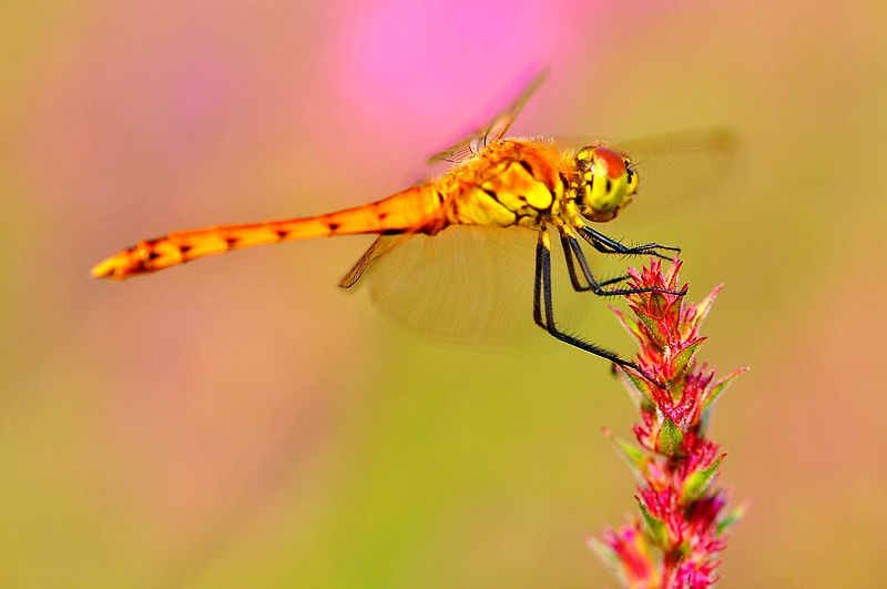 栖息在晚霞中的蜻蜓,栖息在竹林里的蜻蜓