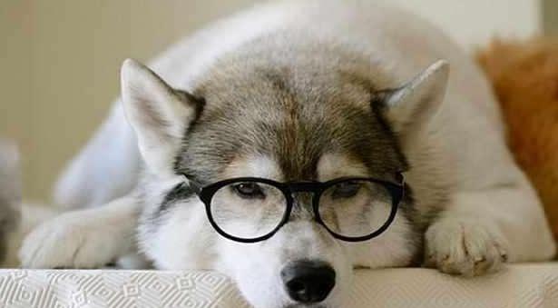 狗狗拆家屡教不改反而更过分,狗狗拆家最简单方法