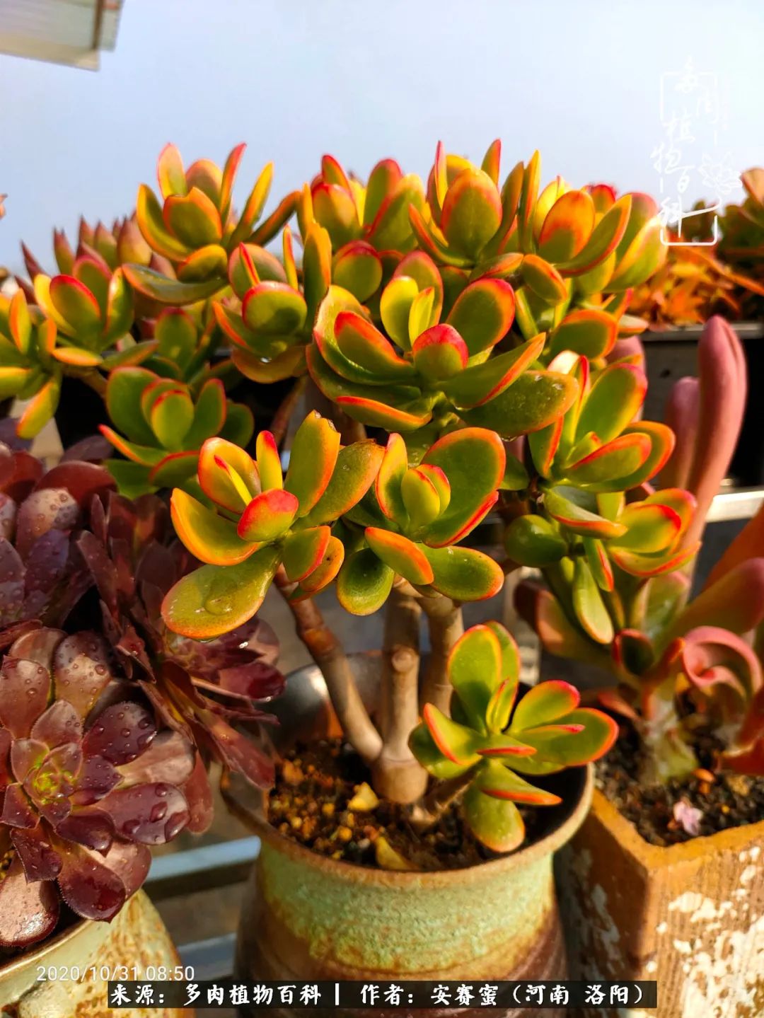 现在是多肉最美的季节,多肉最美的季节来啦