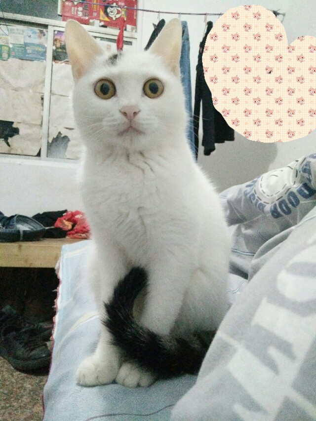 猫咪黏你但不打呼噜,猫咪粘人的七种表现