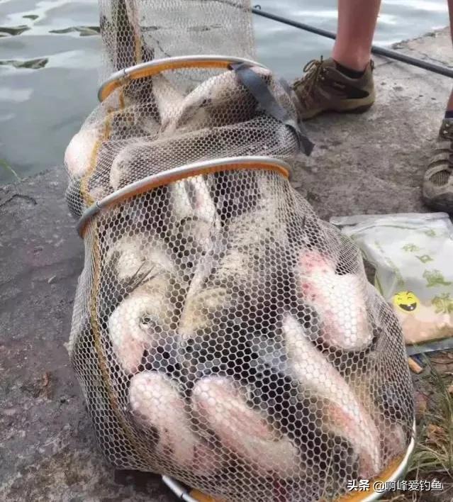 鲢鳙到底怎么钓才能钓得多,鲢鳙怎么才好钓