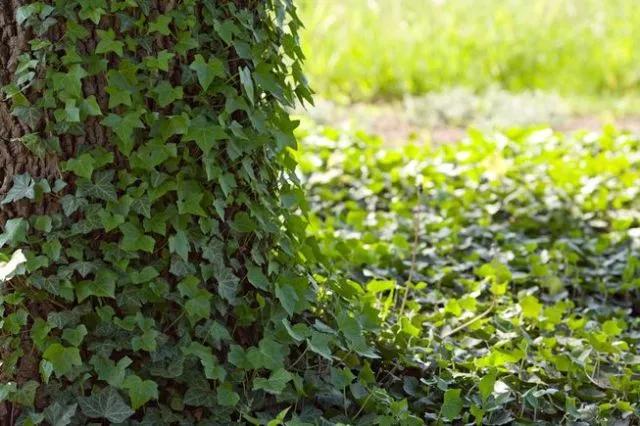 不伤墙体的爬藤植物,可以爬满整个房子的长青爬藤植物