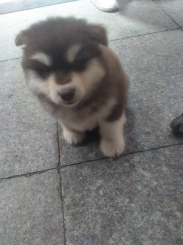 关于狗狗的小知识的小视频,关于狗狗的科普小知识