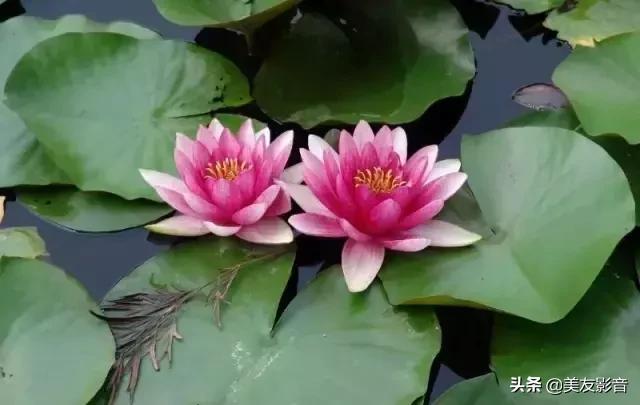 江南可采莲莲叶何田田全诗讲解,有关莲的古诗词大全