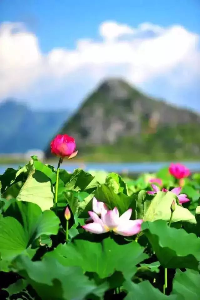 西安出发到云南跟团游推荐,6月西安到云南5天旅游攻略