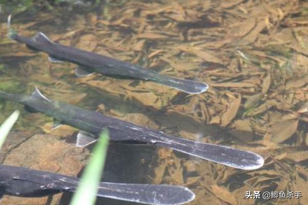 3亿年前的鸭嘴鱼,三亿年前鸭嘴鱼
