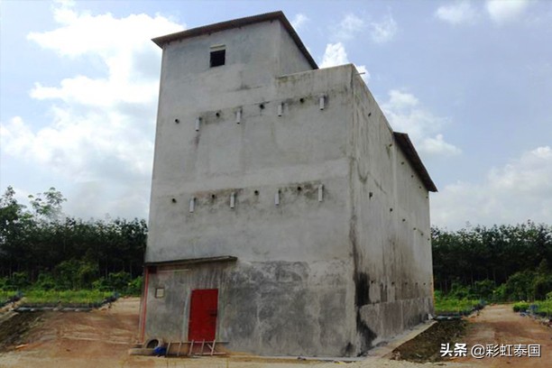 泰国即食燕窝是真的吗,泰国的燕窝是真的吗