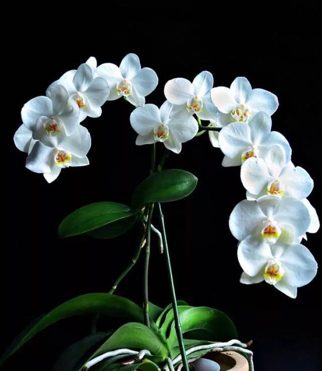 十大绝美兰花图片欣赏,南阳珍稀野生兰花图片