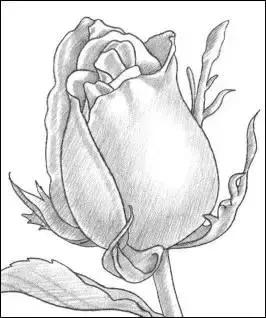 鐜懓绱犳弿鏁欑▼,绱犳弿鐜懓鐢绘硶鏁欑▼