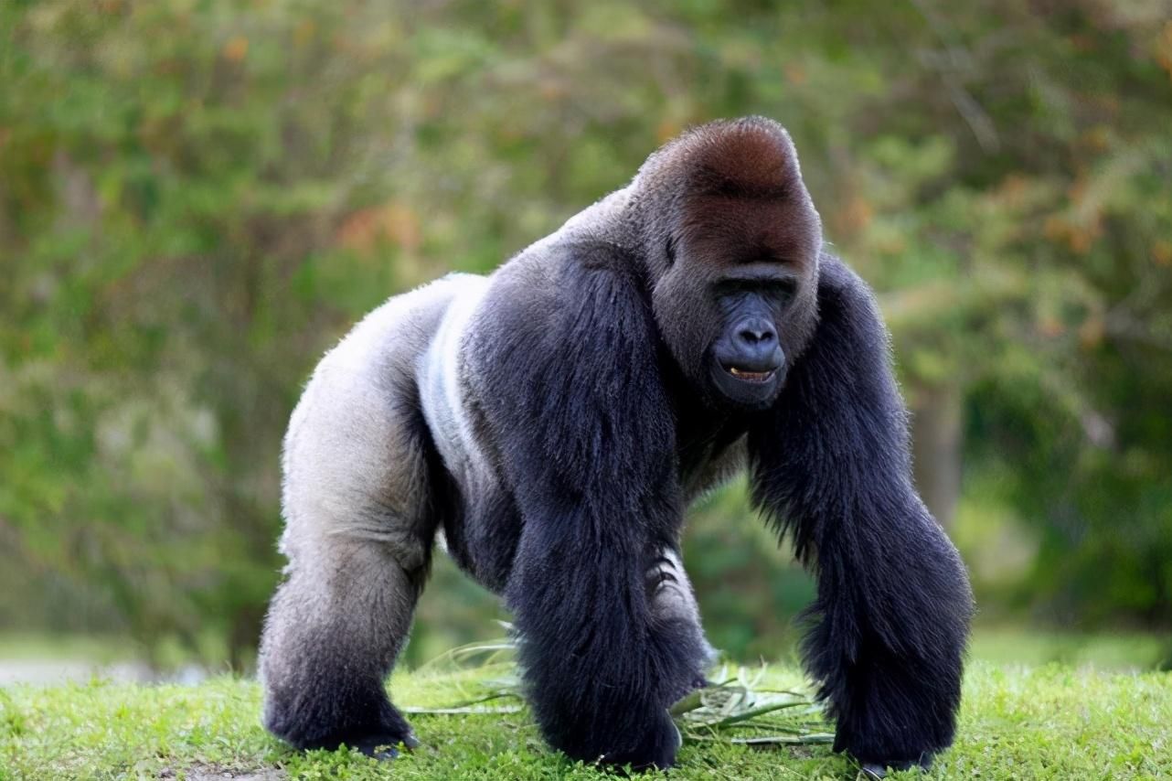 新发现：卵子会对某些人的精细胞更加偏爱，甚至可为其“开后门”