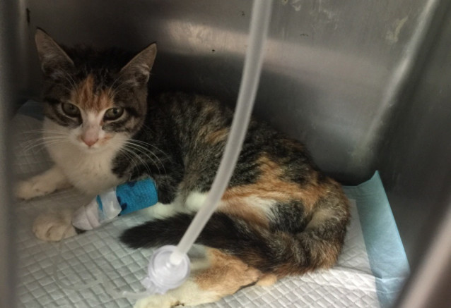 购买宠物猫前注意事项,新手买宠物猫应注意什么