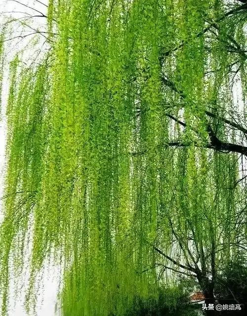 散文清明朗诵,散文垂柳