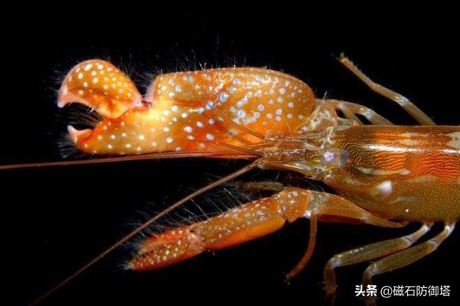 瞬间发射4000度高温的虾,能喷出100度高温的虾