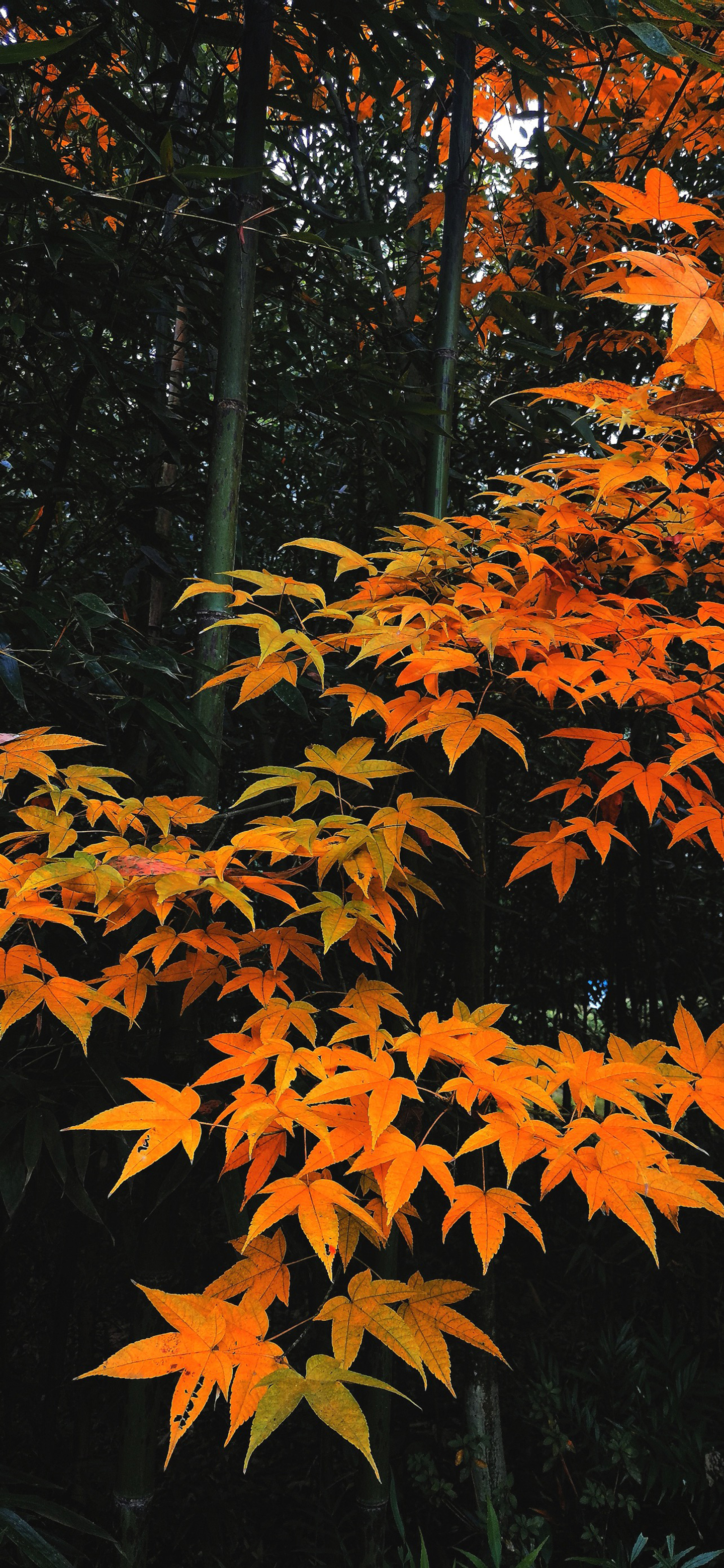 高清风景壁纸｜你静候着秋天的温柔，留我在风景之外