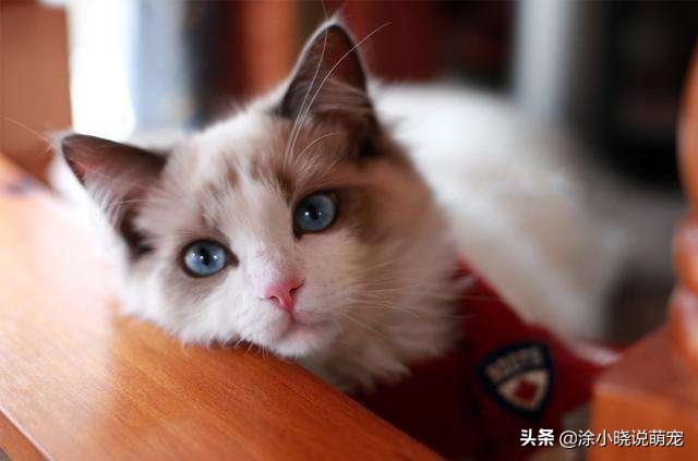 宠物鼻子湿的好还是干的,幼犬鼻子干热怎么回事