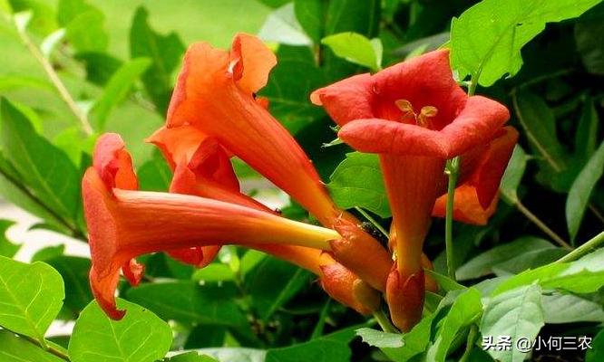 小红花移栽的方法,红花倒水莲种植