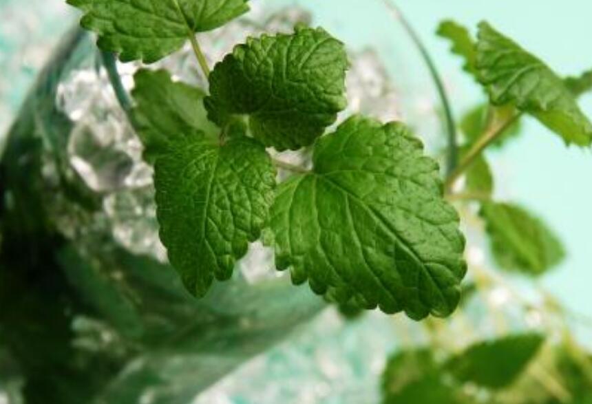 夏天来了蚊子多如何消灭,夏天苍蝇蚊子太多怎么办